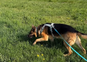 Schäferhund beim Spazierengehen